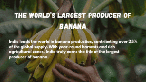 worlds largest producer of banana
